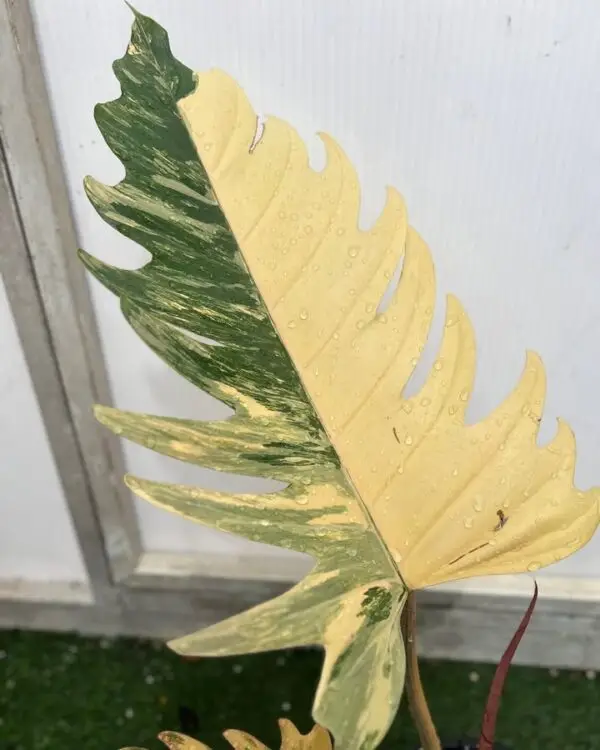 philodendron caramel marble variegated