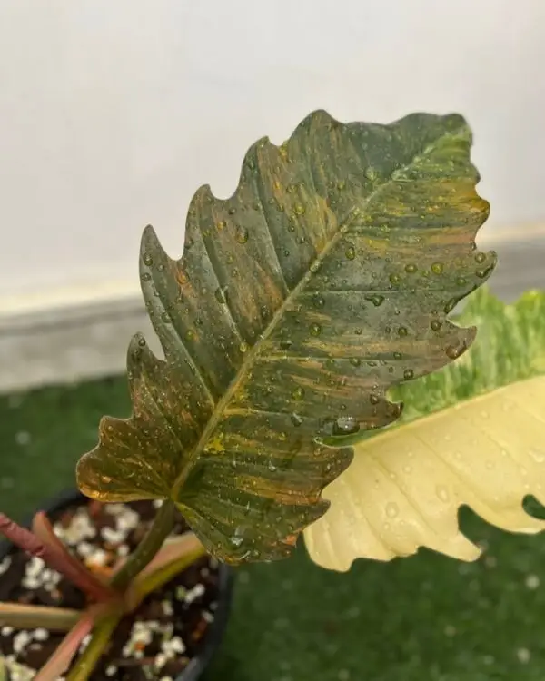 philodendron caramel marble variegated