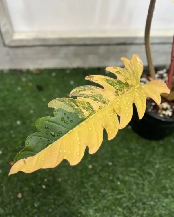 philodendron caramel marble variegated near me