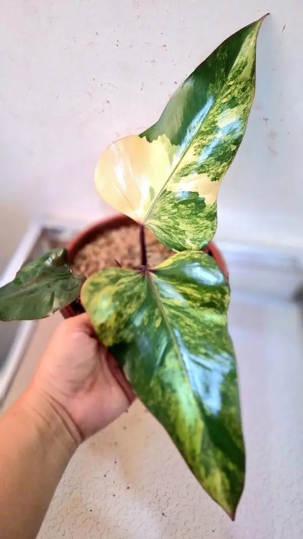 Philodendron Strawberry Shake Variegated