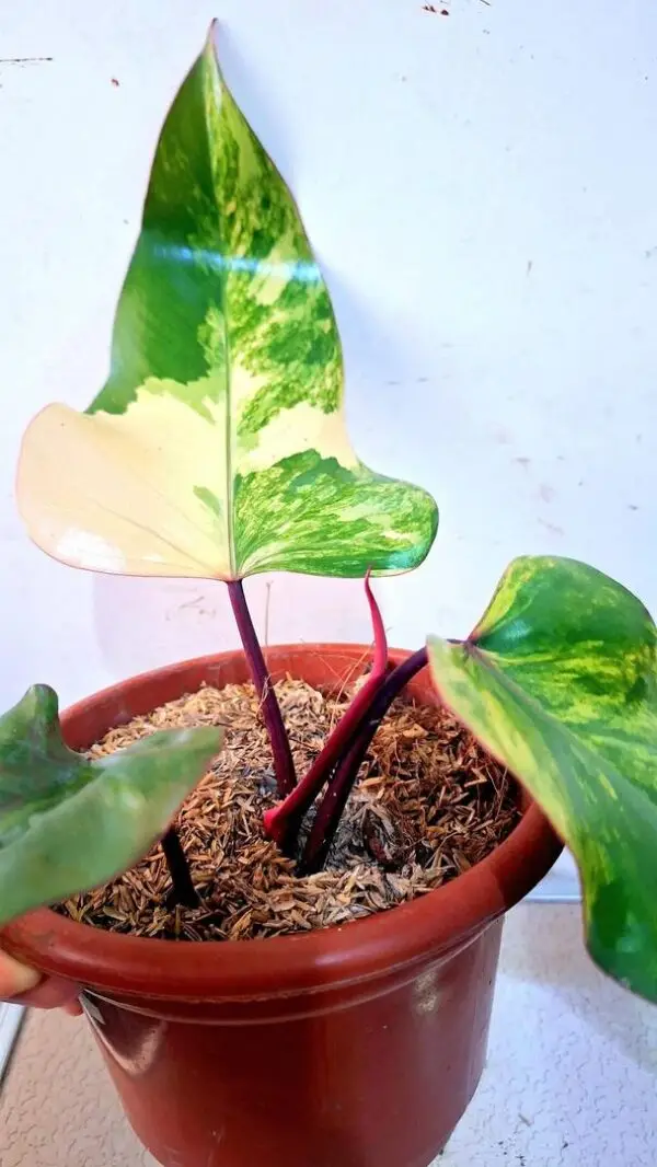 Philodendron Strawberry Shake Variegated