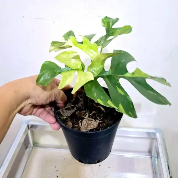 Rhaphidophora Tetrasperma Variegated for sale