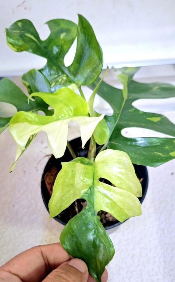 buy Rhaphidophora Tetrasperma Variegated