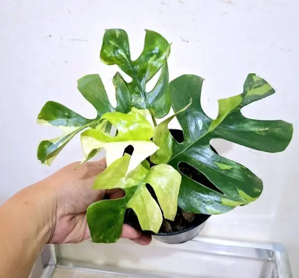 Rhaphidophora Tetrasperma Variegated for sale near me