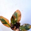 Philodendron Black Cardinal variegated for sale