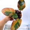 Philodendron Black Cardinal variegated