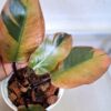 buy Philodendron Black Cardinal variegated