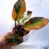buy Philodendron Black Cardinal variegated near me