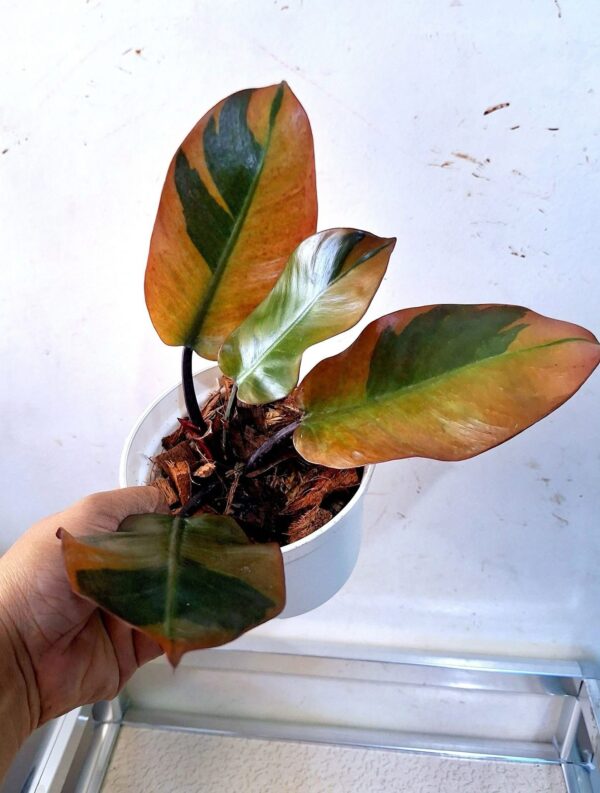 buy Philodendron Black Cardinal variegated near me