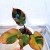 Variegated Philodendron Black Cardinal