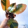 Philodendron Black Cardinal