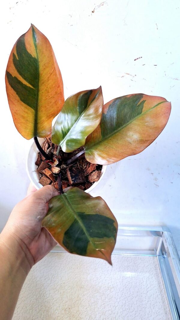 Philodendron Black Cardinal