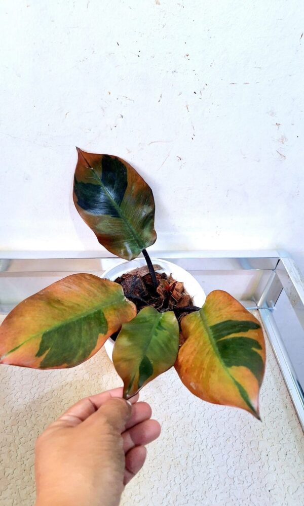 Variegated Philodendron Black Cardinal