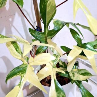 philodendron florida beauty for sale