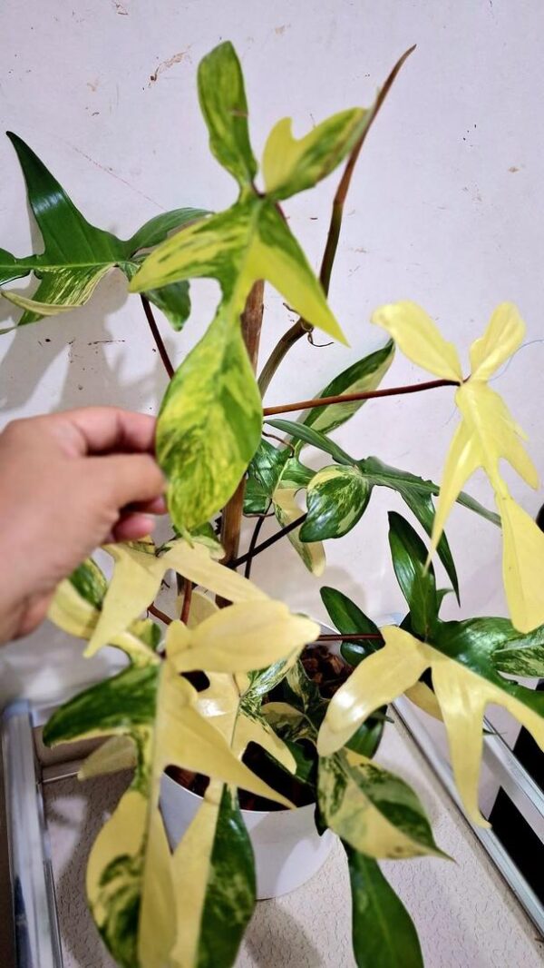 philodendron florida beauty