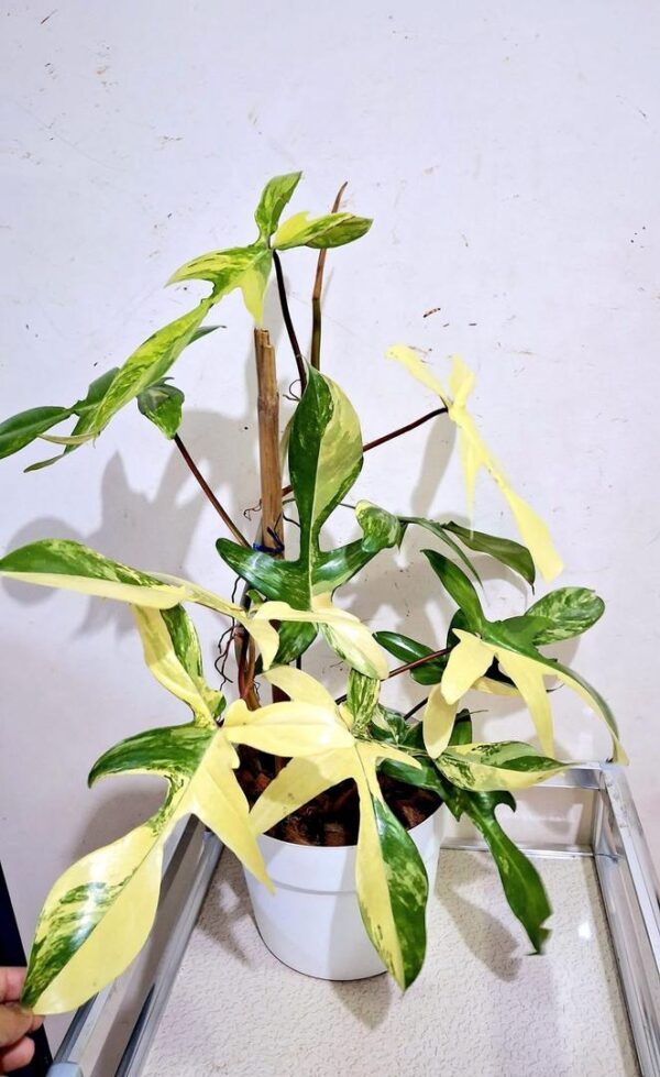 philodendron florida beauty