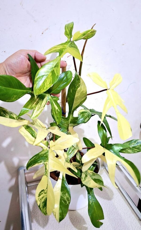 philodendron florida beauty