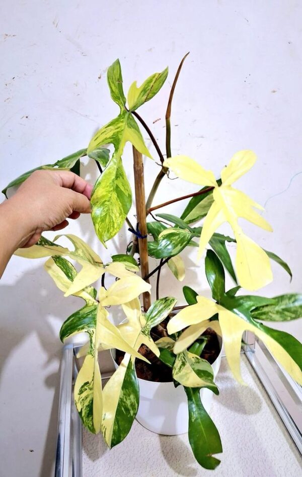 philodendron florida beauty