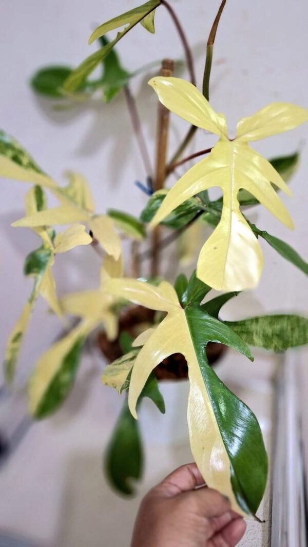 philodendron florida beauty