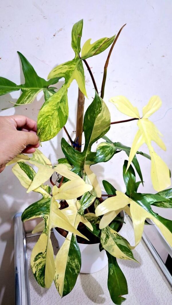 philodendron florida beauty