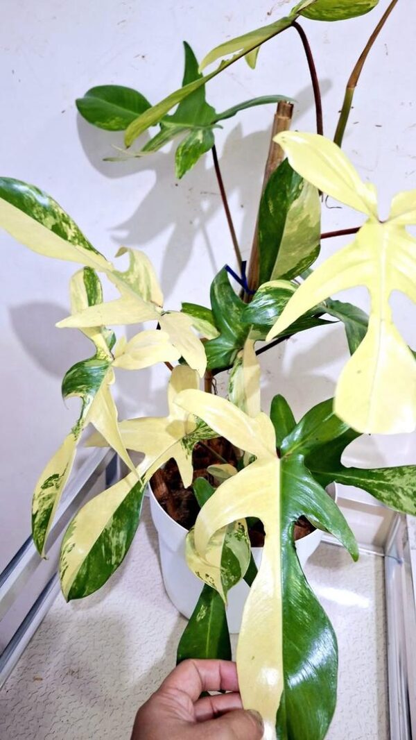 philodendron florida beauty