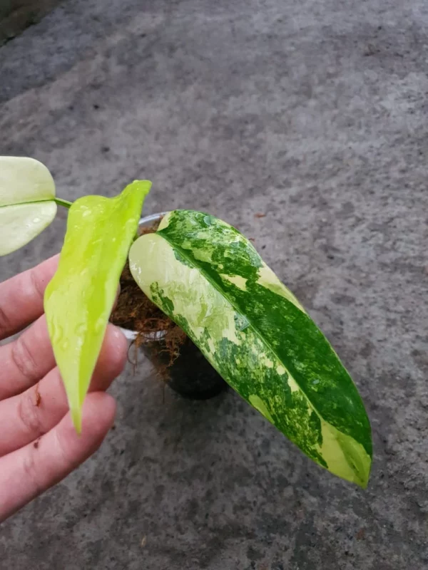 PHILODENDRON DOMESTICUM VARIEGATED - Image 4