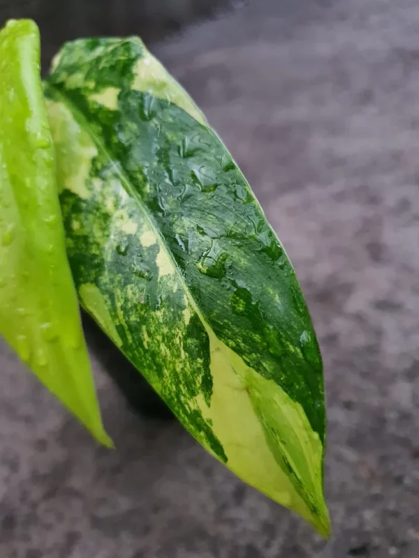 PHILODENDRON DOMESTICUM VARIEGATED - Image 5