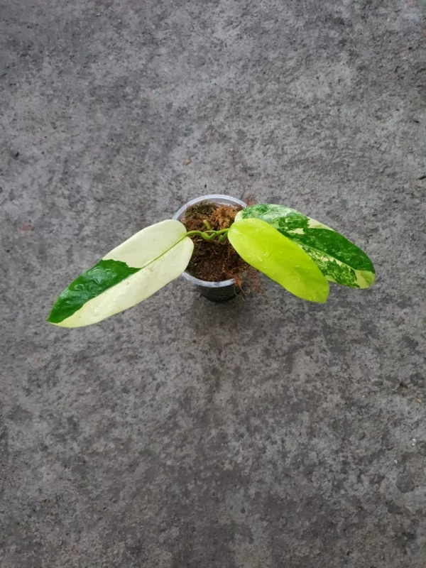 PHILODENDRON DOMESTICUM VARIEGATED - Image 2