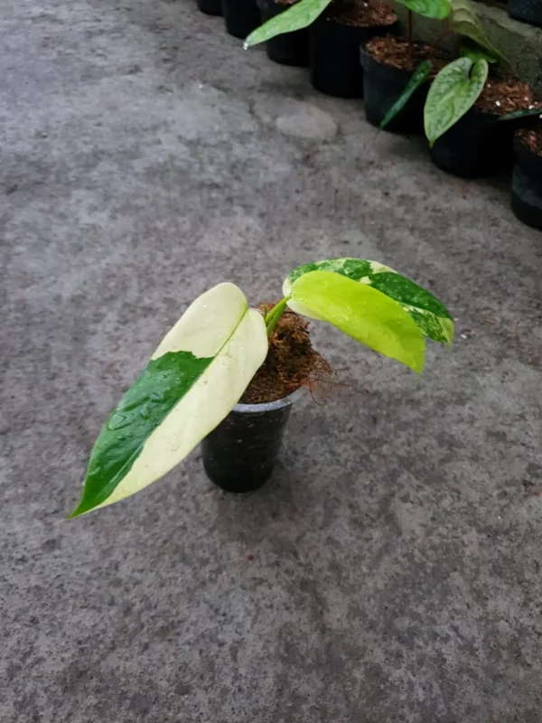 PHILODENDRON DOMESTICUM VARIEGATED - Image 6