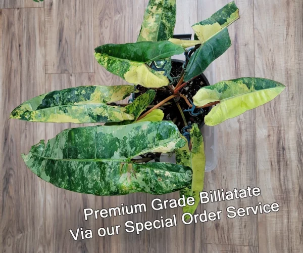 Premium Quality Variegated Billietiae - Extra RARE Collector Plant - Image 2