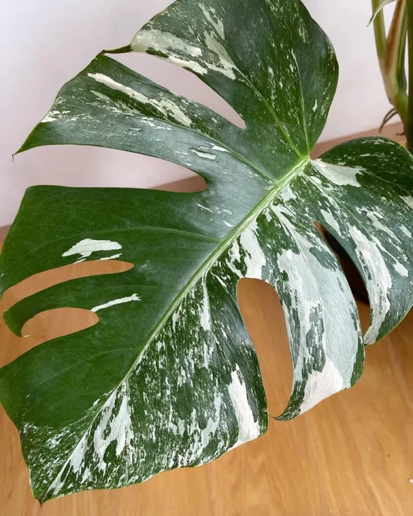 Monstera albo variegata - Image 6