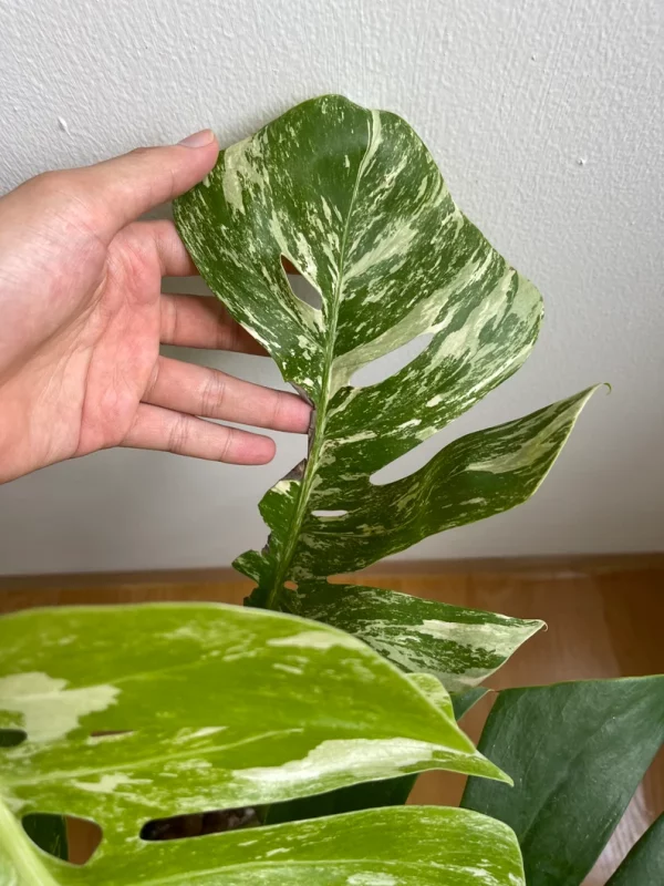 Monstera albo variegata - Image 9