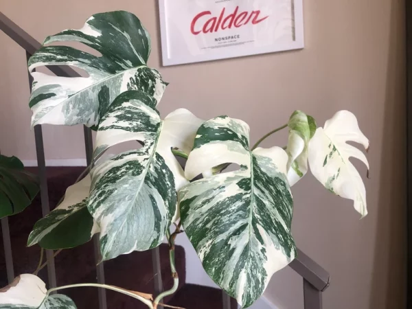 Albo Variegated Monstera - 6 leaf branch clipping! - Image 2