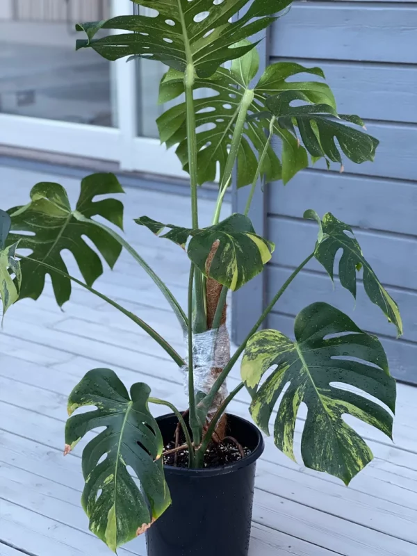 Monstera Deliciosa sport ‘green on green’ variegata - large form. Phyto included