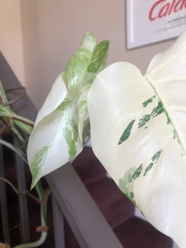 Albo Variegated Monstera - 6 leaf branch clipping! - Image 5