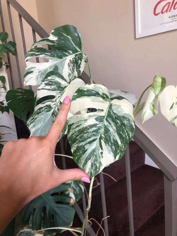 Albo Variegated Monstera - 6 leaf branch clipping! - Image 4