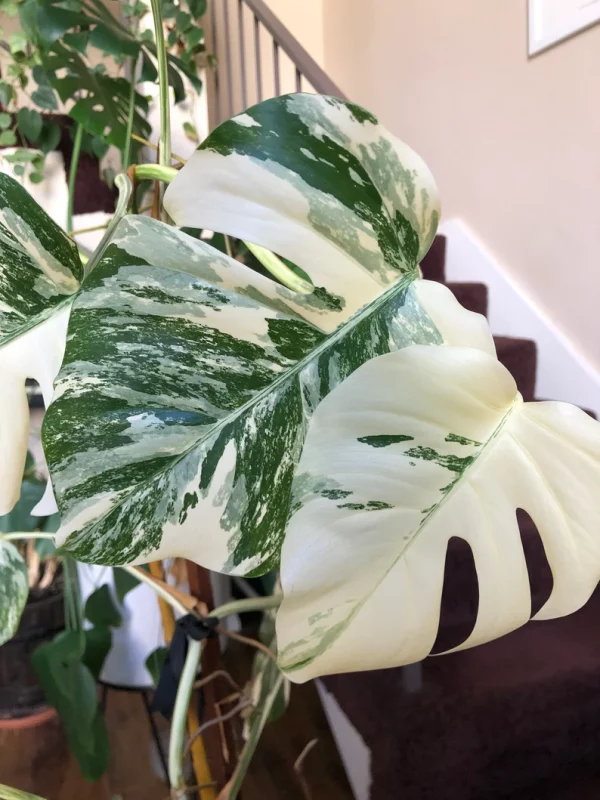 Albo Variegated Monstera - 6 leaf branch clipping! - Image 6