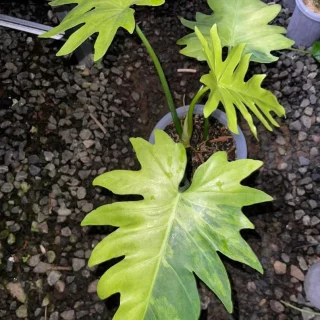 Philodendron Radiatum Aurea Variegated Rare