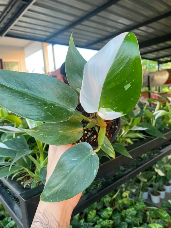 12x Philodendron white princess (small)