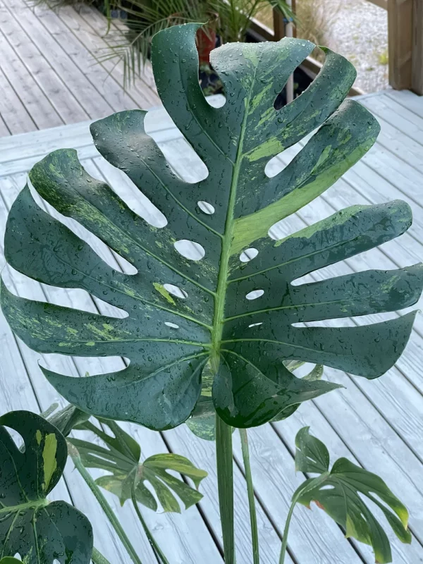 Monstera Deliciosa sport ‘green on green’ variegata - large form. Phyto included - Image 2