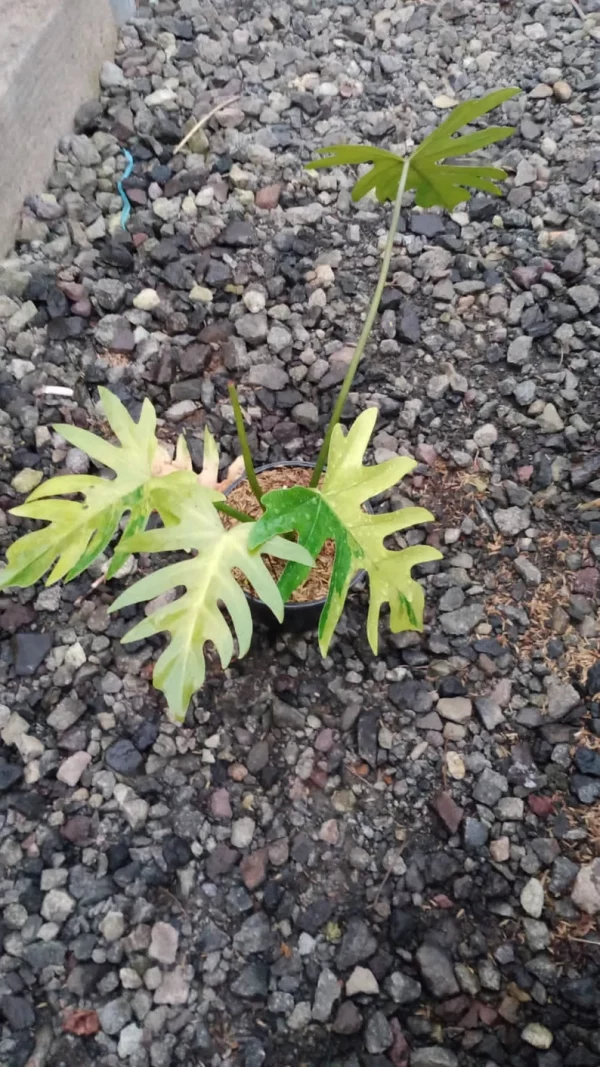 Scindapsus Treubii Moonlight Variegated Albo Rare - Image 2