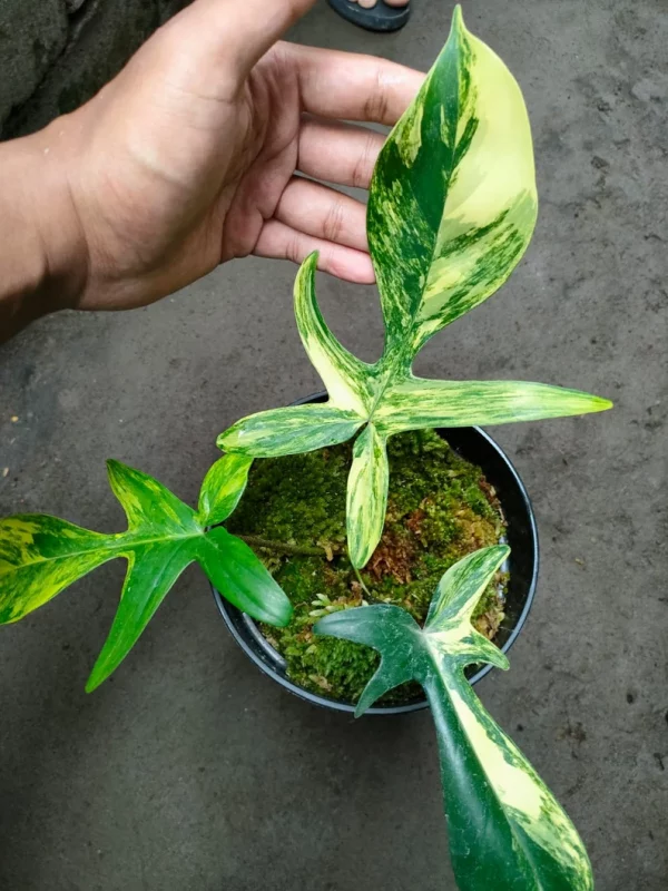 Philodendron Florida Beauty Variegated 3 Leaf Luxurious Plant - Image 3