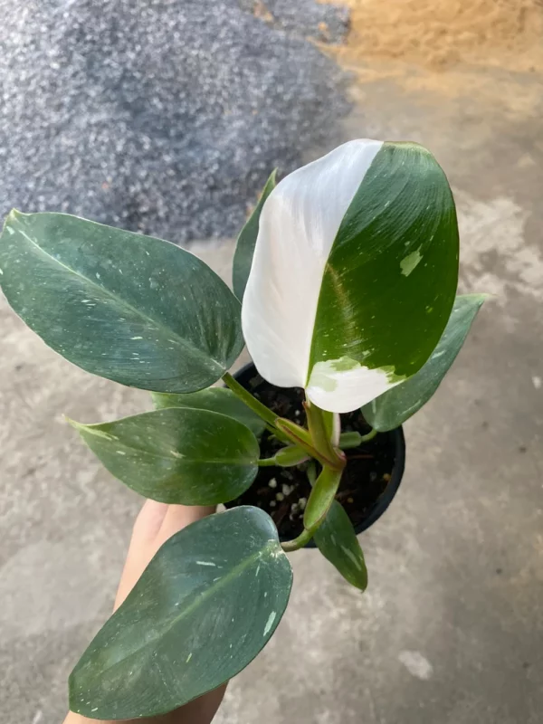 12x Philodendron white princess (small) - Image 2