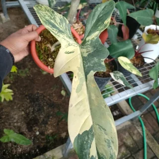 Philodendron Bipennifolium Violin variegated