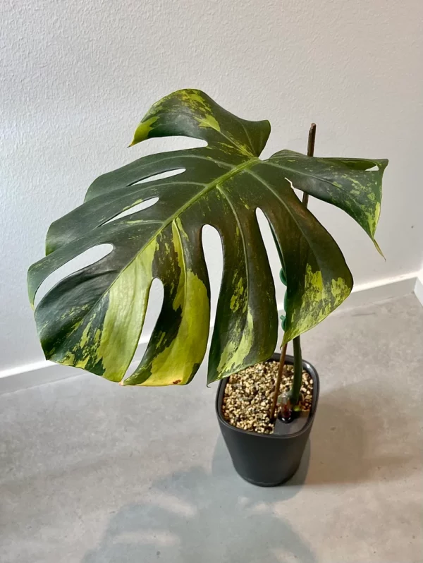 Monstera Deliciosa sport ‘green on green’ variegata - large form. Phyto included - Image 7