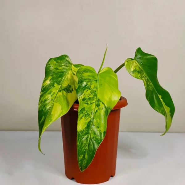 Philodendron Domesticum Variegated Rare - Image 2