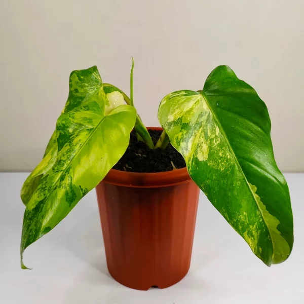 Philodendron Domesticum Variegated Rare - Image 4