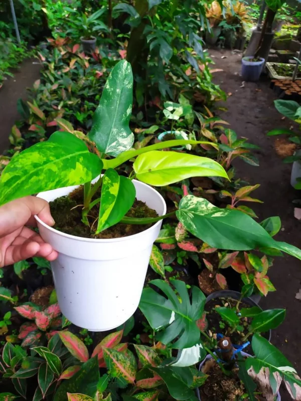 Rare *** Philodendron Domesticum Variegated Plant - Image 2