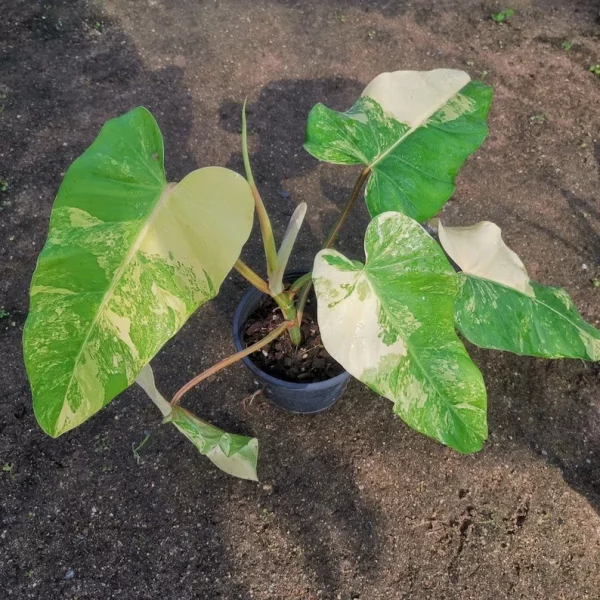 1 Pot Philodendron Domesticum Variegated Free Shipping + Phyto Home Garden Outdoor Plants Yard, Garden - Image 2