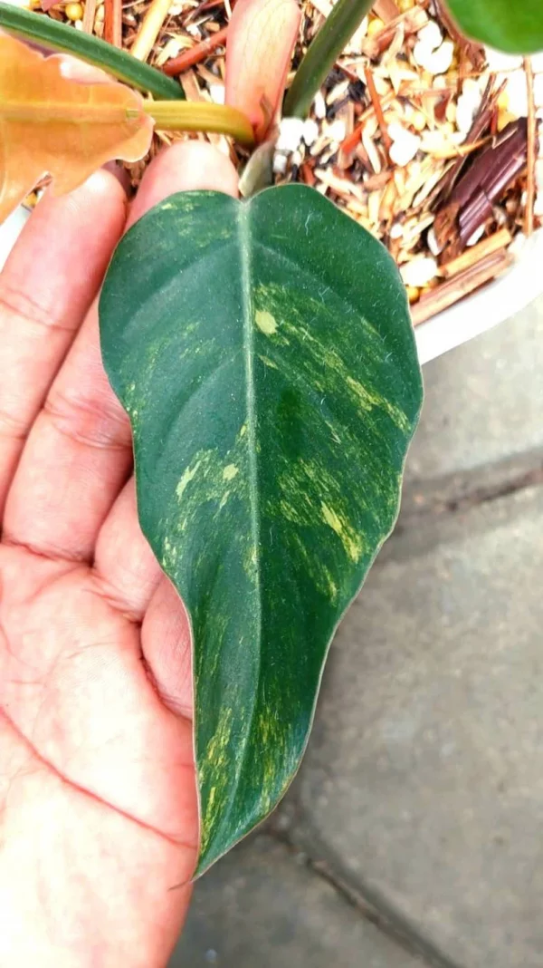 Variegated Caramel Marble – A Rare Philodendron Masterpiece - Image 5